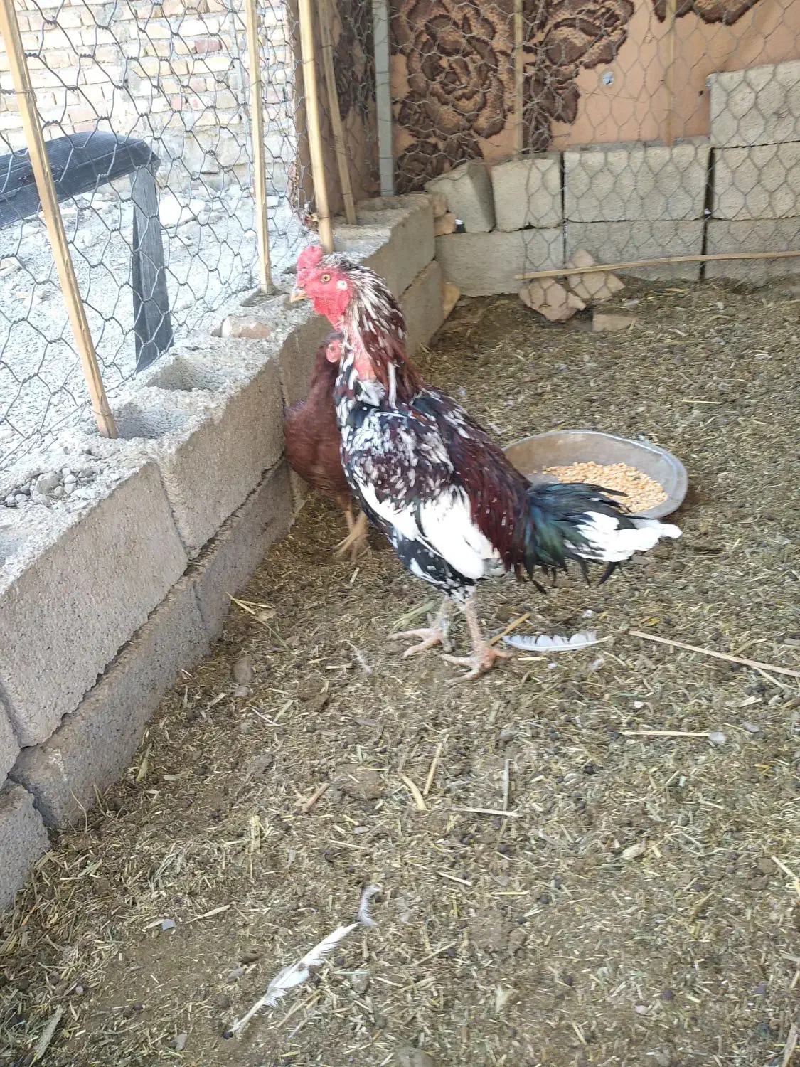 خروس لاری فروشی|حیوانات مزرعه|سراوان, |دیوار