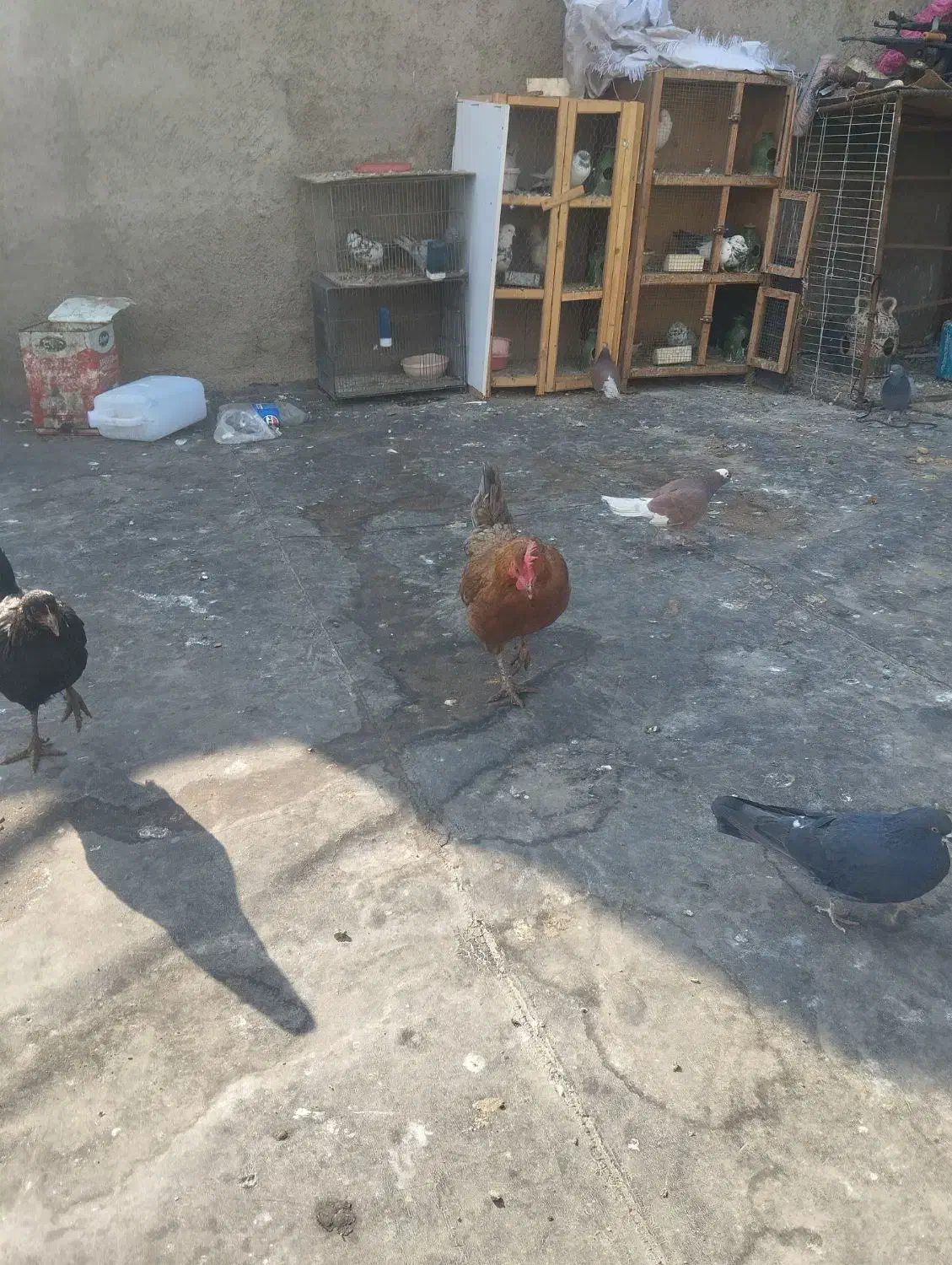 مرغ خروس محلی|حیوانات مزرعه|چهاردانگه (تهران), |دیوار