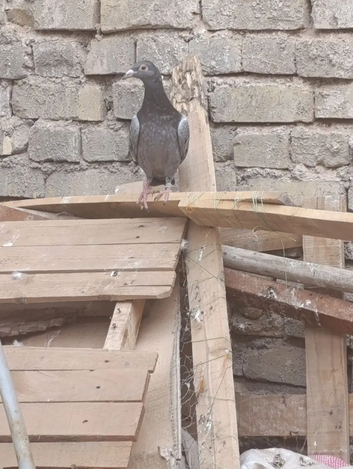 کفتر|پرنده|یزد, |دیوار