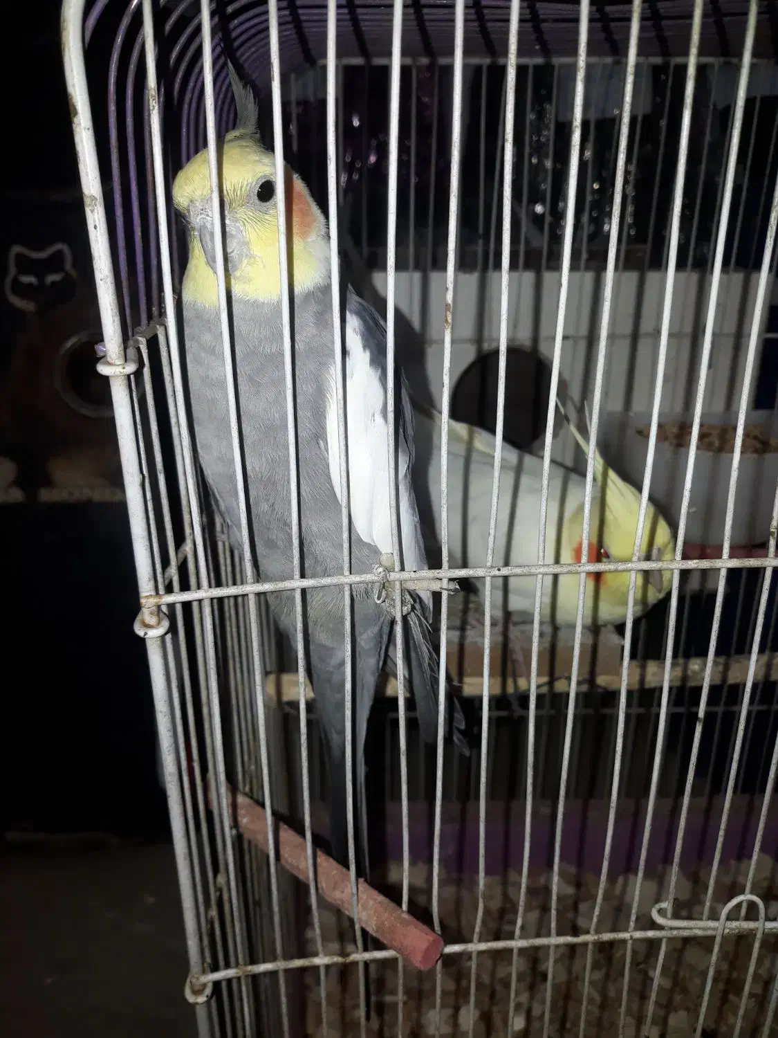 ۲ تا عروس بالغ|پرنده|اردبیل, |دیوار