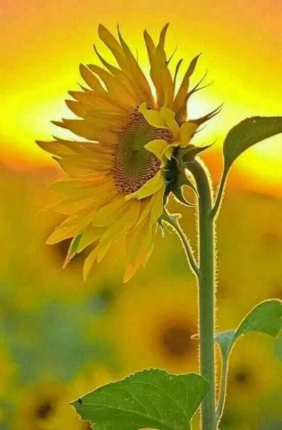 خط تلفن شهری|تلفن رومیزی|شوشتر, |دیوار