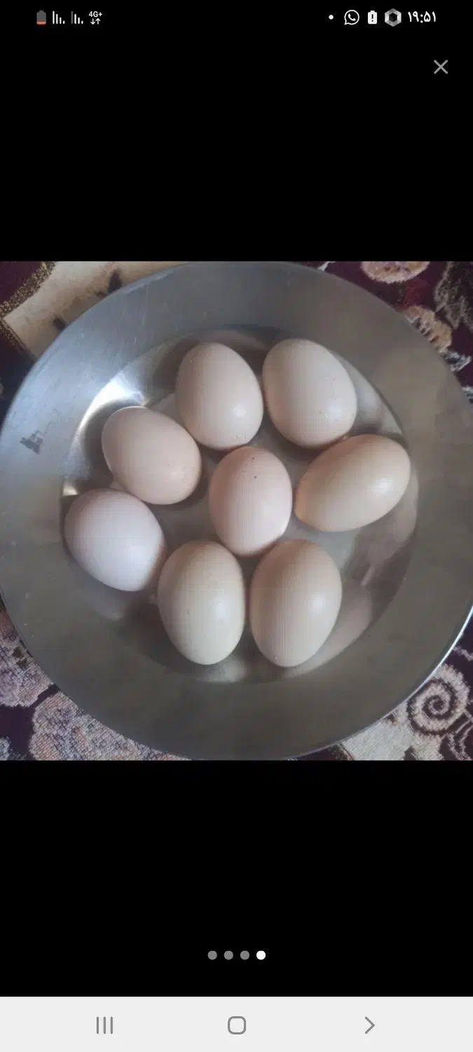 فروش تخم لاری|حیوانات مزرعه|آزادشهر, |دیوار