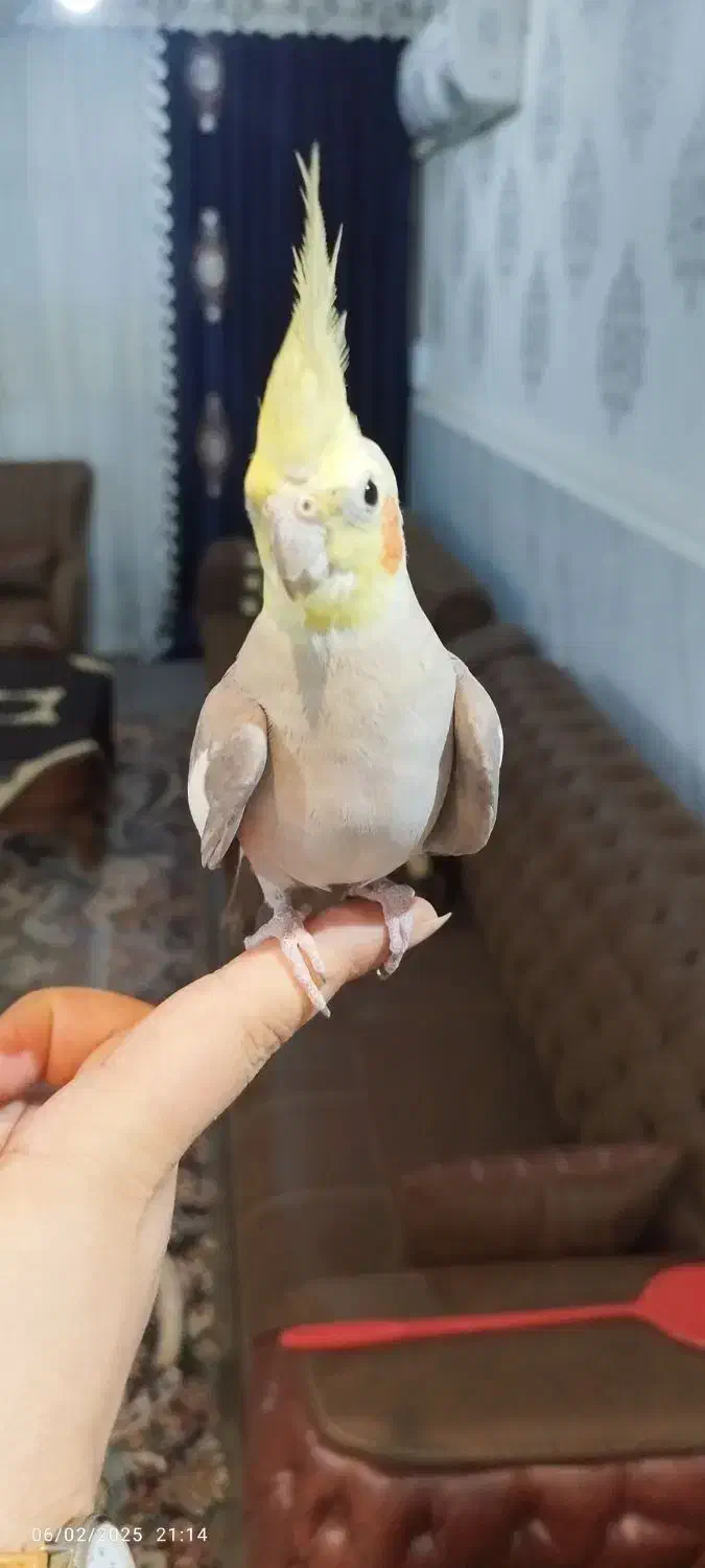 فروش فوری عروس هلندی نر بالغ بالغ|پرنده|کارون, |دیوار