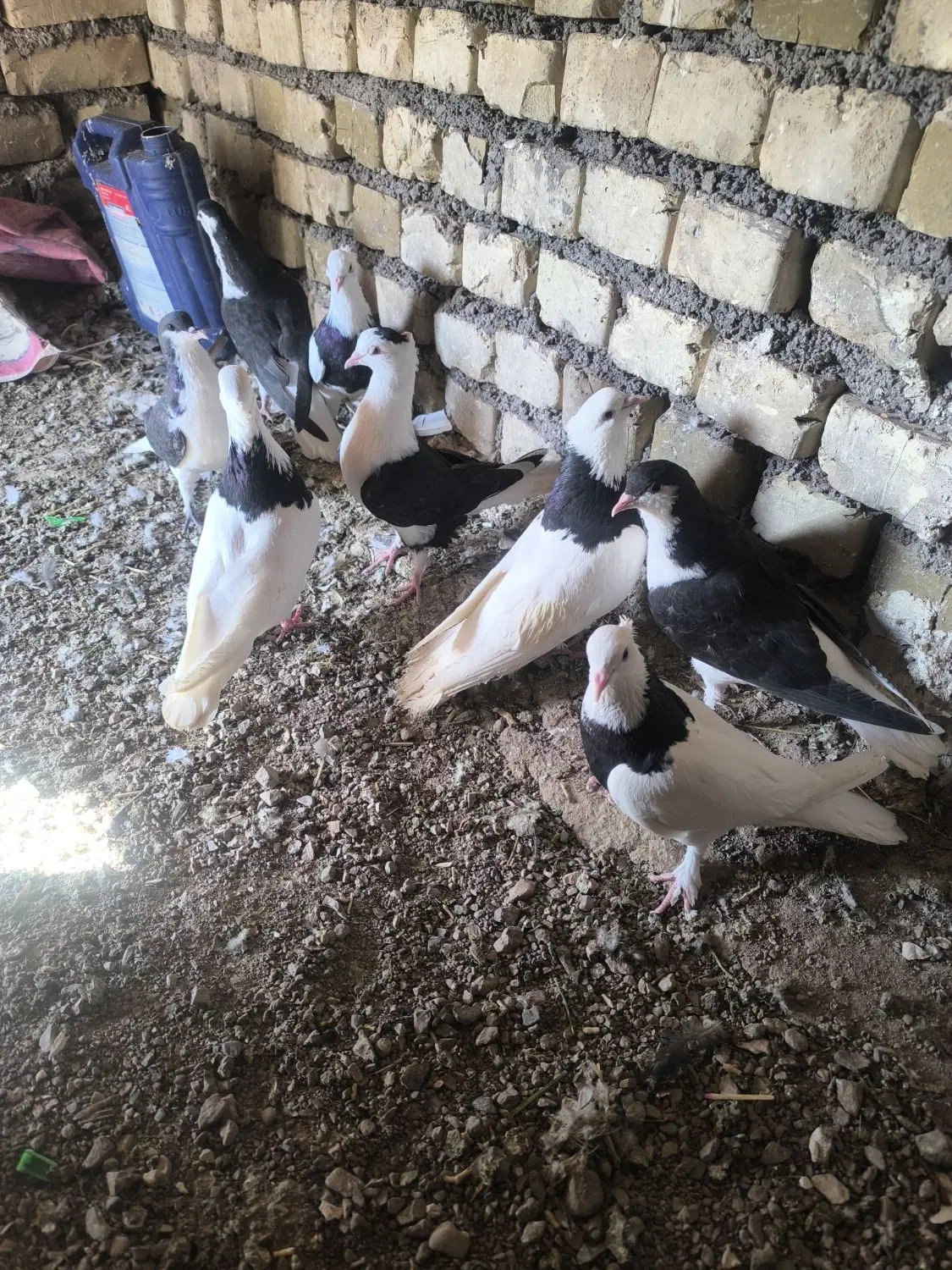 کفتر|پرنده|باخزر, |دیوار