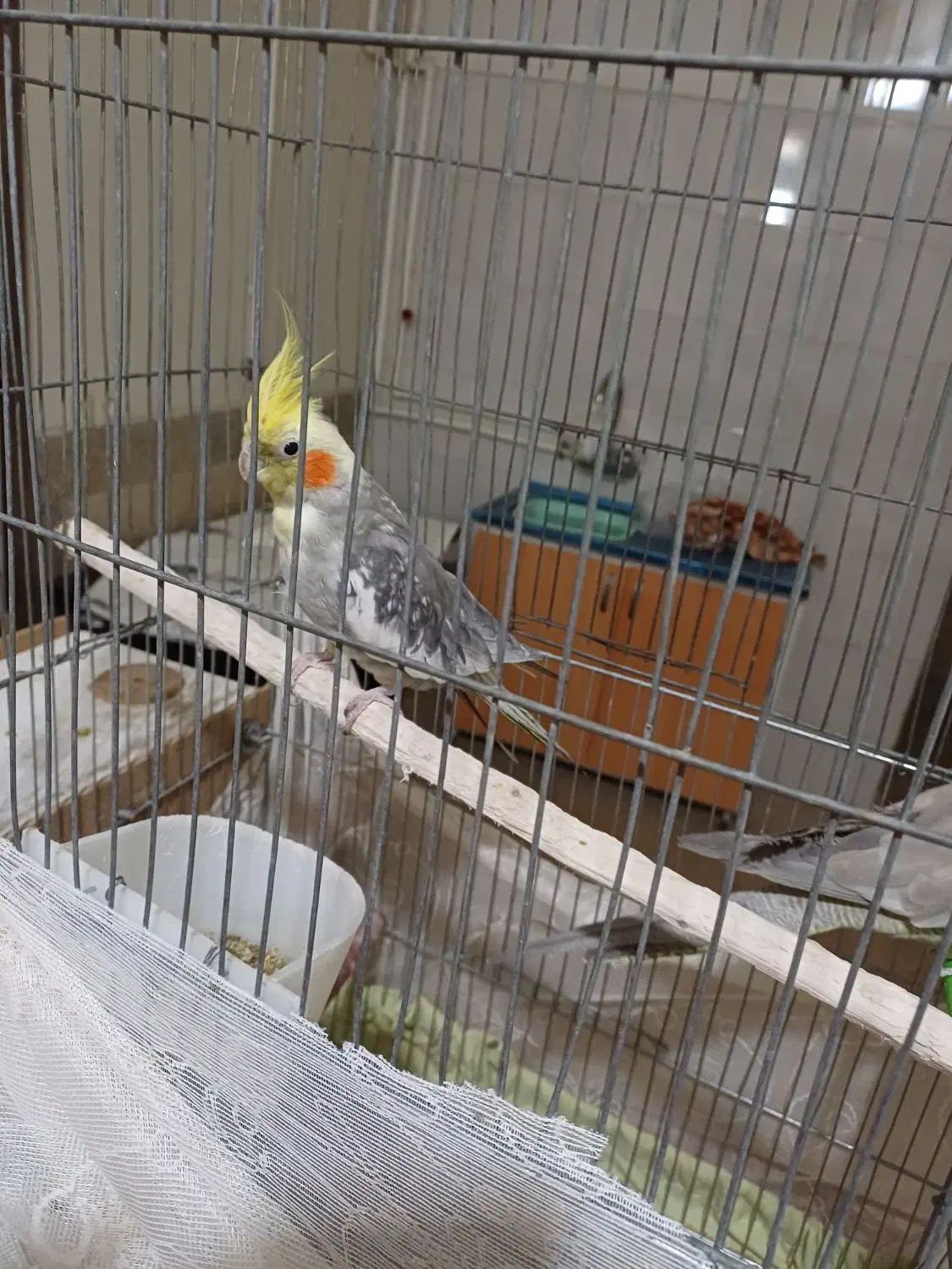 یک جفت عرووس مولد|پرنده|چادگان, |دیوار