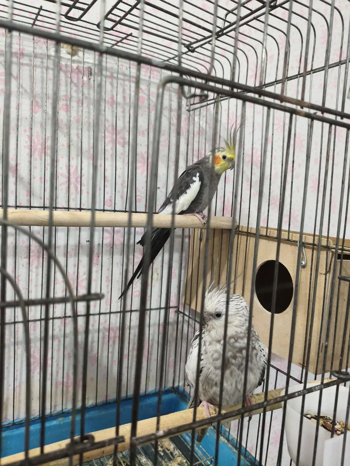 عروس هلندی و مرغ مینا|پرنده|اهواز, پردیس|دیوار