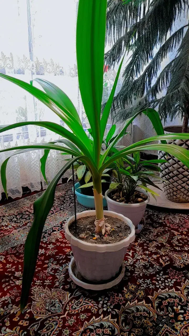 گل طبیعی|گل و گیاه طبیعی|ملایر, |دیوار