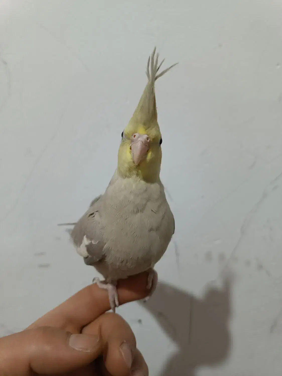 عروس هلندی|پرنده|تبریز, |دیوار