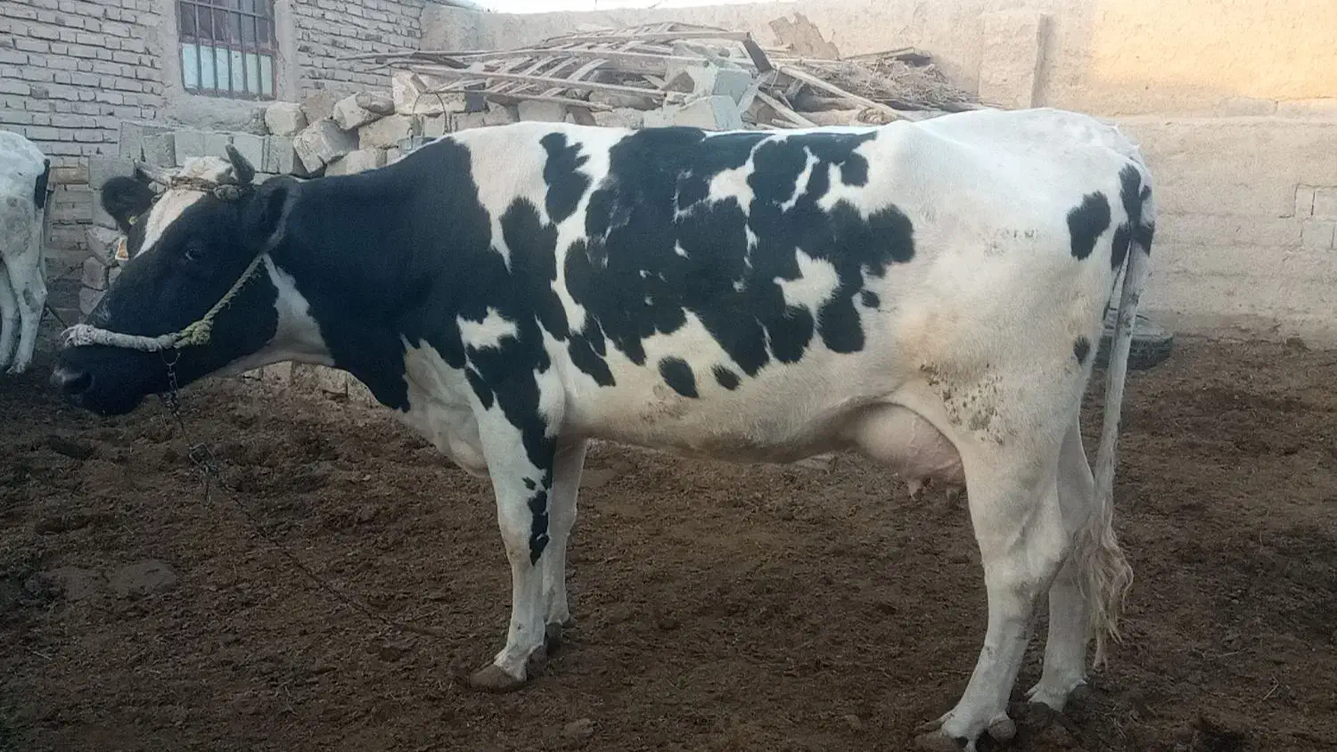 گاو زاییده شیری وچرم شیر با گوساله|حیوانات مزرعه|هیرمند, |دیوار