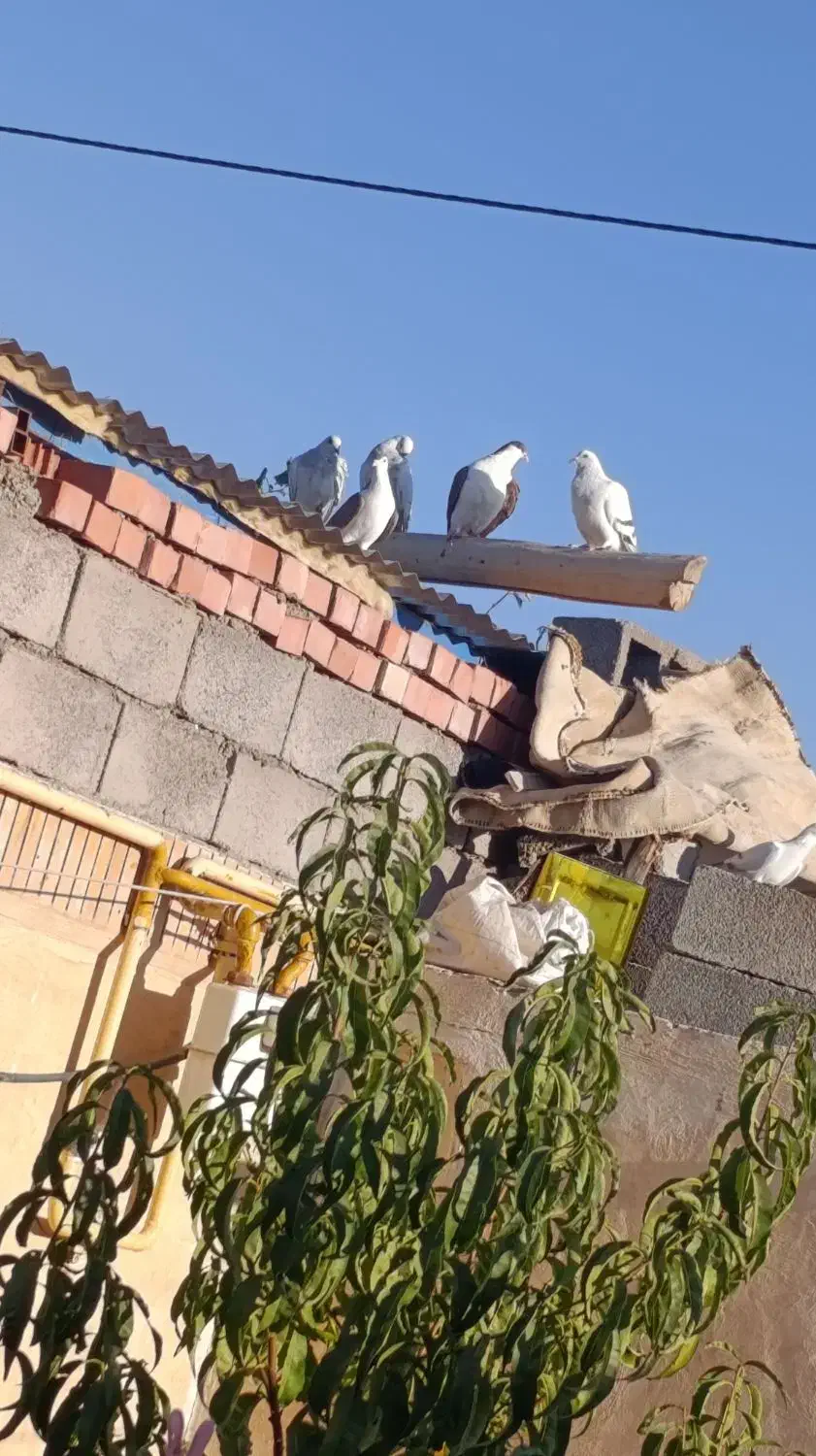 سبزکلاغ نر ماده|پرنده|کرمان, |دیوار