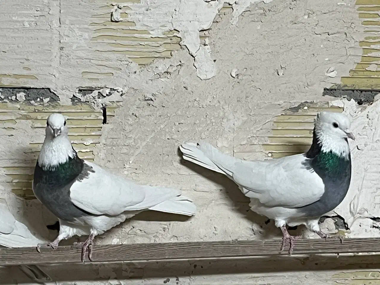 کبوتر طوقی|پرنده|رزن, |دیوار