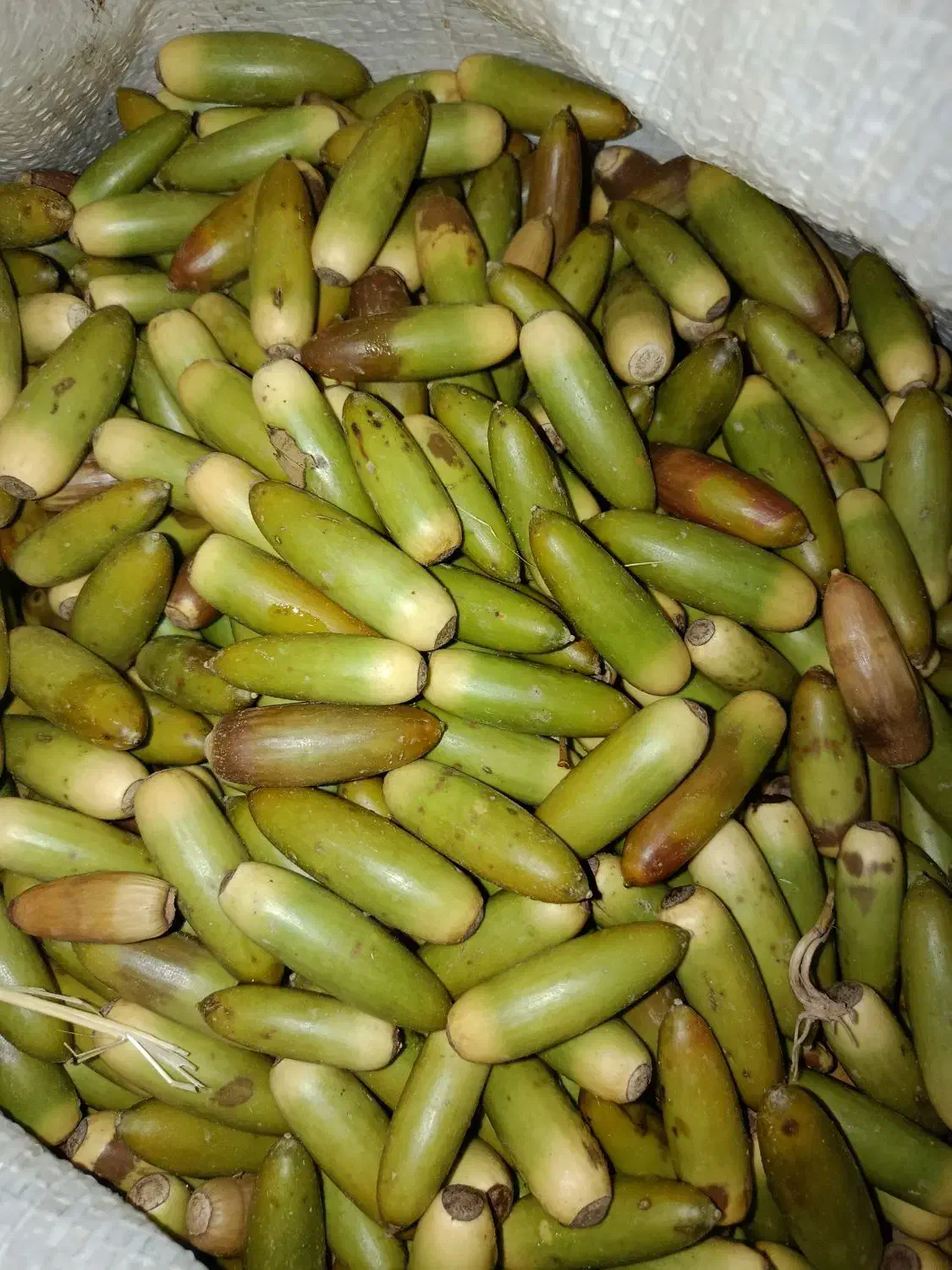 فروش بلوط|عمده‌فروشی|لردگان, |دیوار