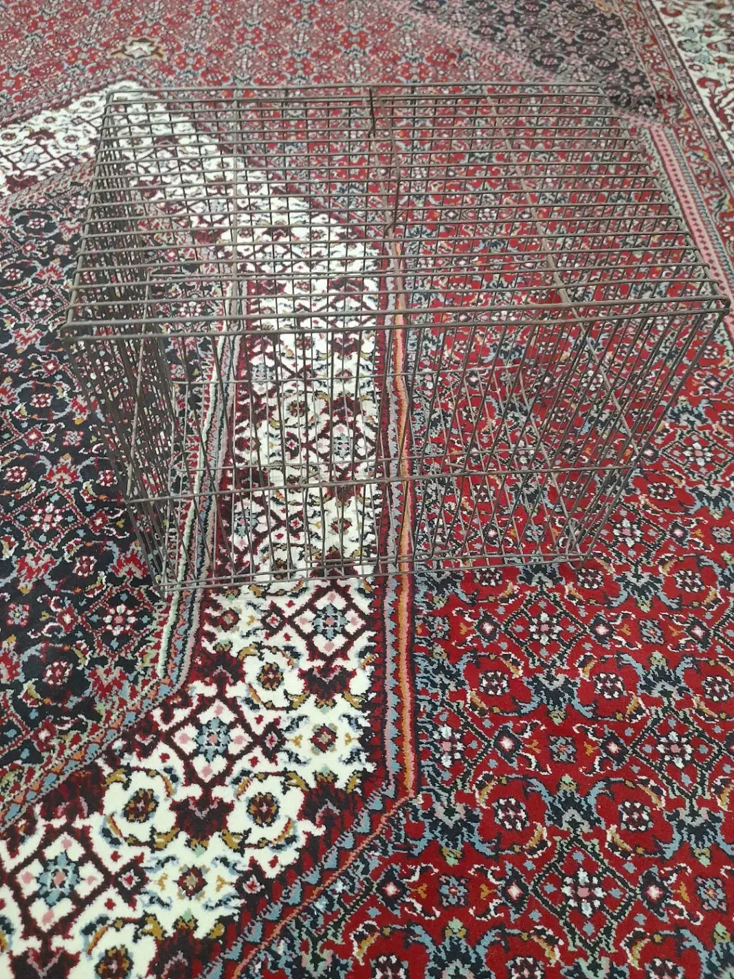 قفس سهره قناری عروس هلندی قفس|لوازم جانبی حیوانات|پردیس, فاز ۳|دیوار