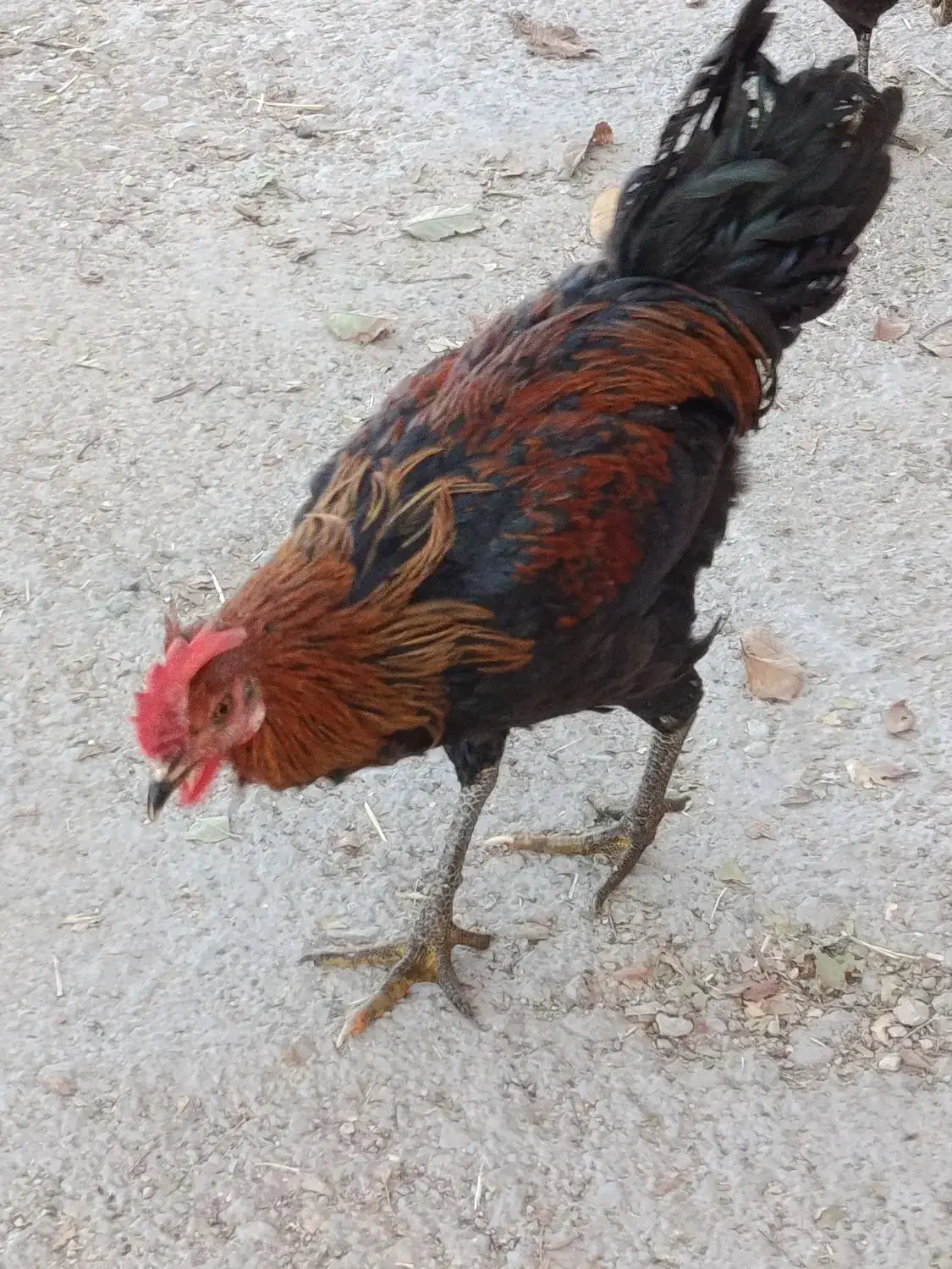 خروس محلی اصل|حیوانات مزرعه|مرودشت, استادیوم‎|دیوار