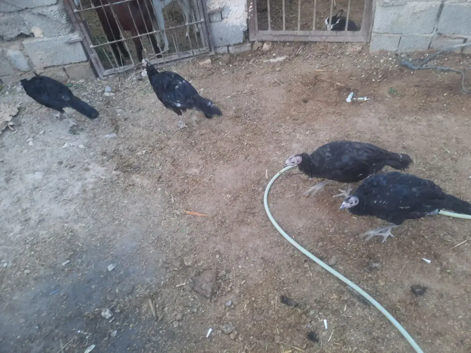 بقلمون خیلی خوب|حیوانات مزرعه|سراوان, |دیوار