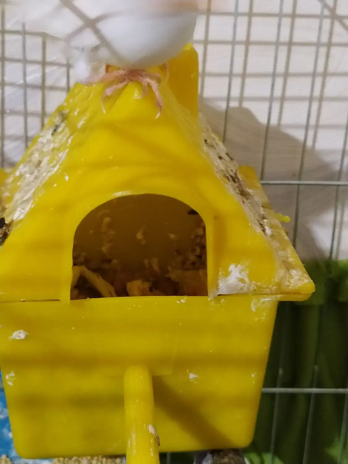 فنچ|پرنده|تهران, طیب|دیوار