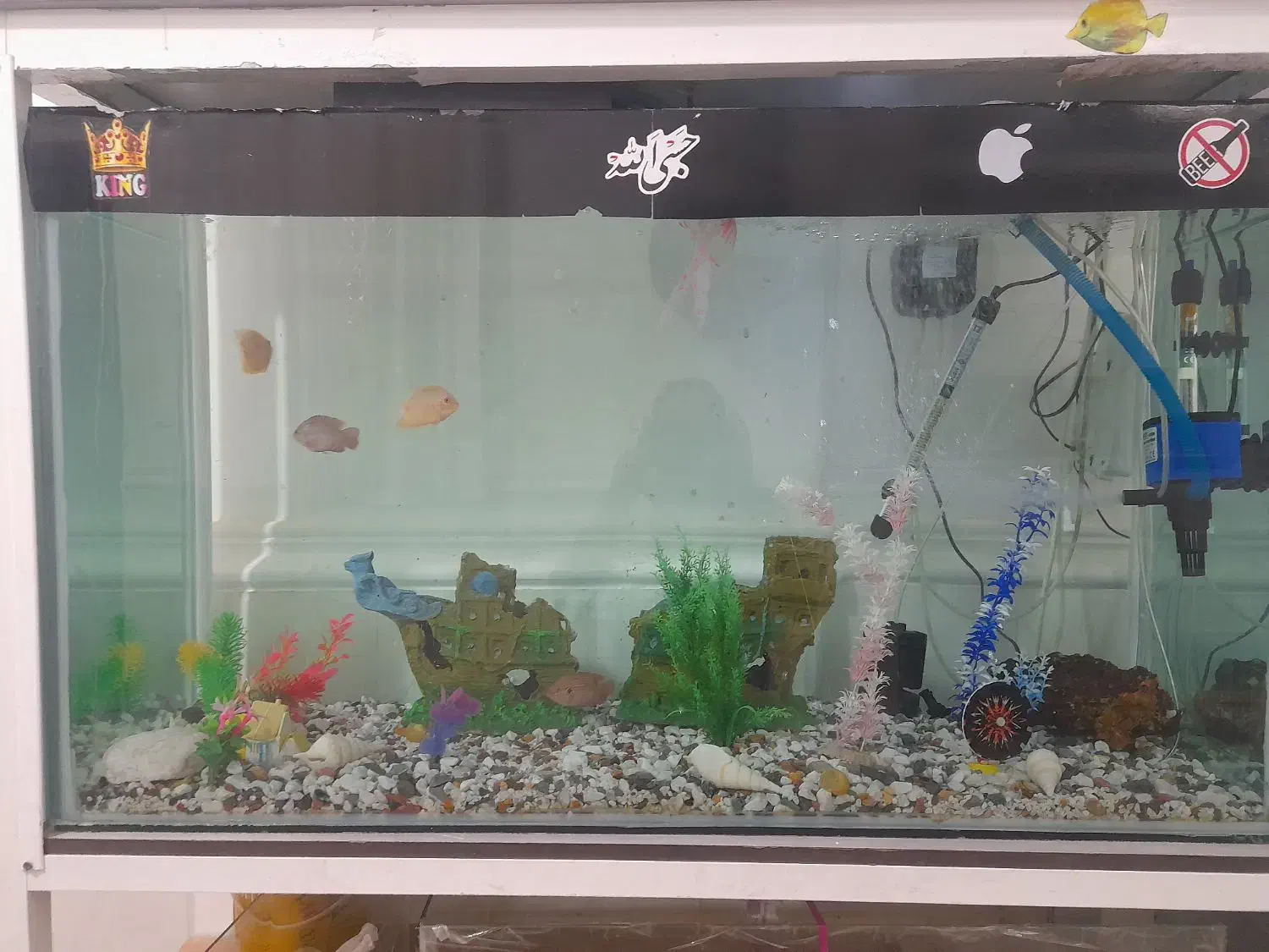 اکواریوم بزرگ|ماهی|بندرعباس, |دیوار