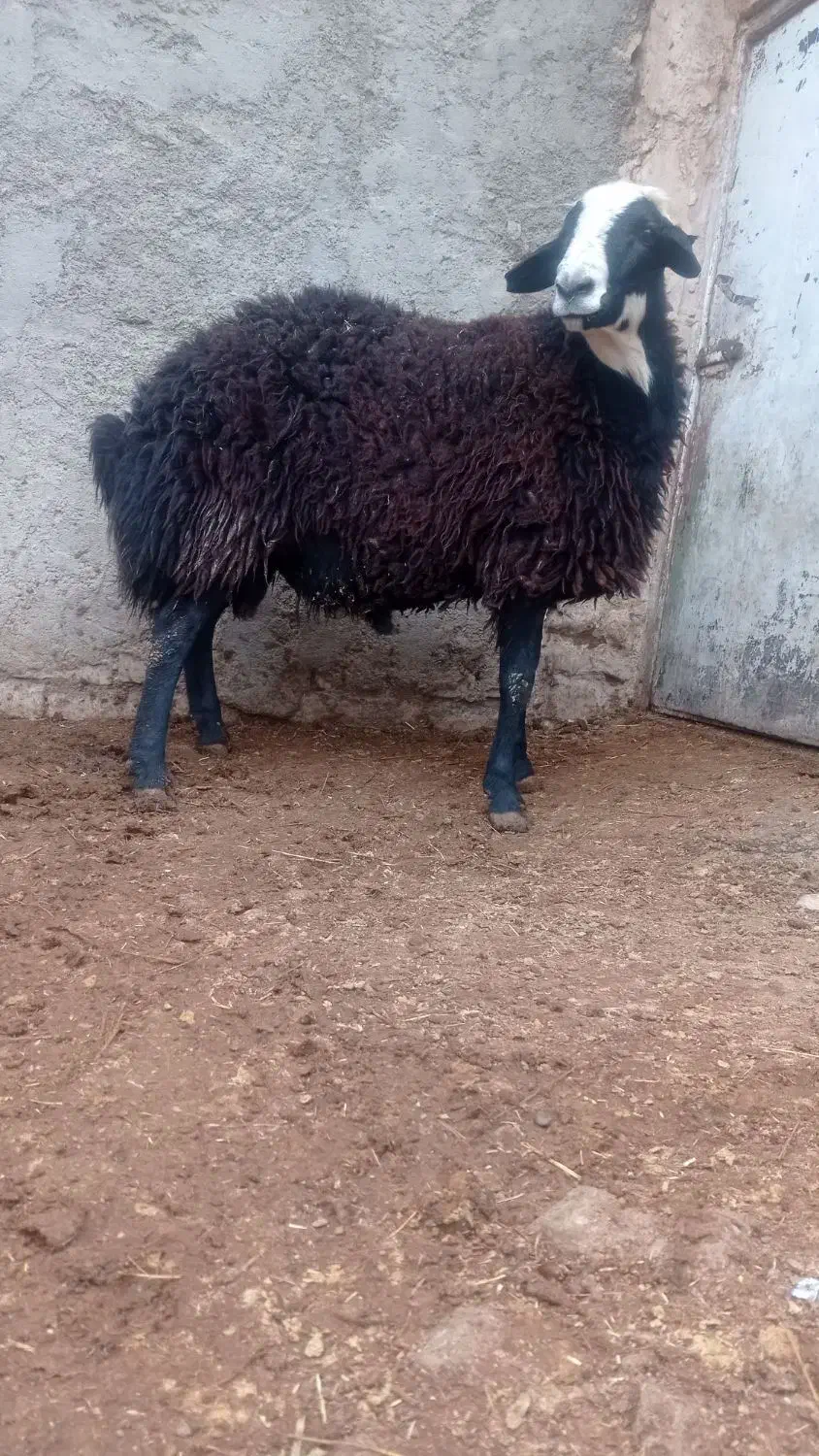 مزرعه و حیوانات|حیوانات مزرعه|پیشخور, |دیوار