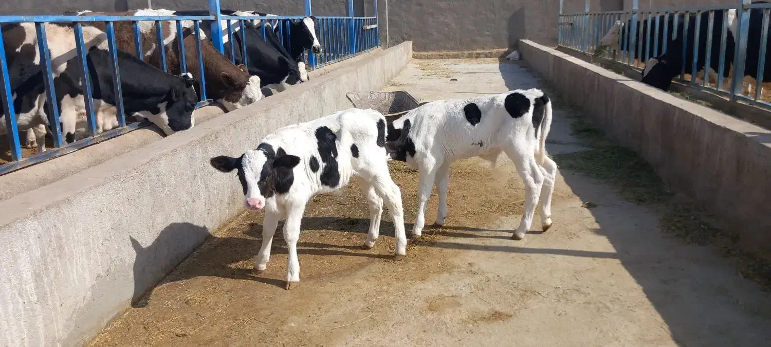 گوساله وگاو|حیوانات مزرعه|باشتین, |دیوار