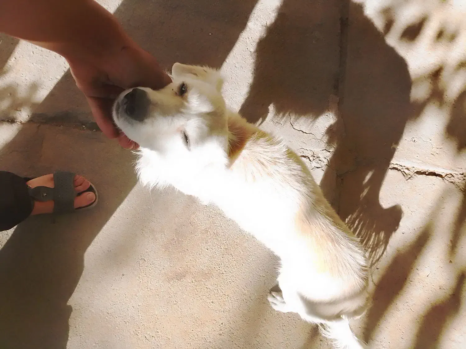 سگ پاکوتاه بدون شناسنامه|سگ|دماوند, دماوند|دیوار