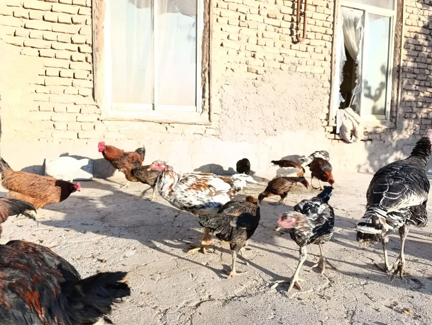 مرغ و خروس لاری  خانگی بوقلمون|حیوانات مزرعه|قلندر آباد, |دیوار