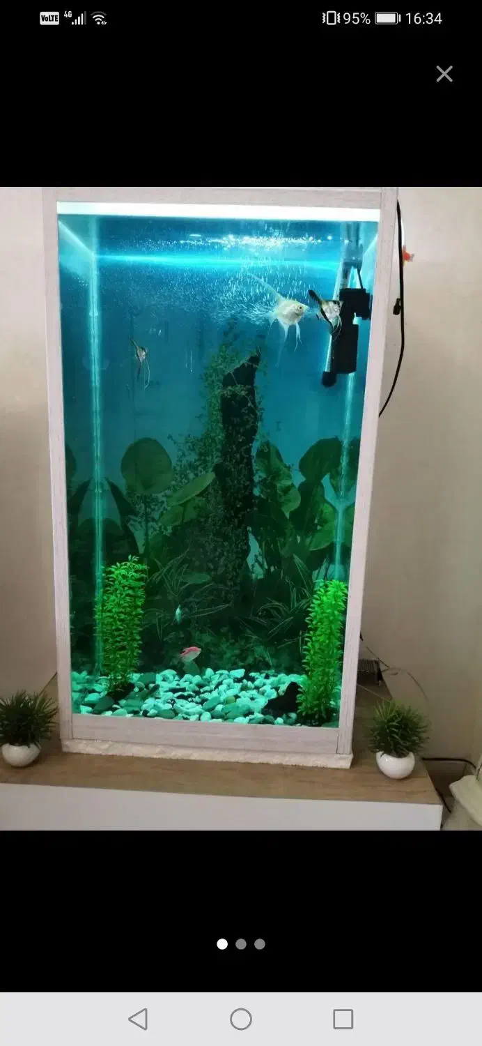 آکواریوم|ماهی|تبریز, |دیوار