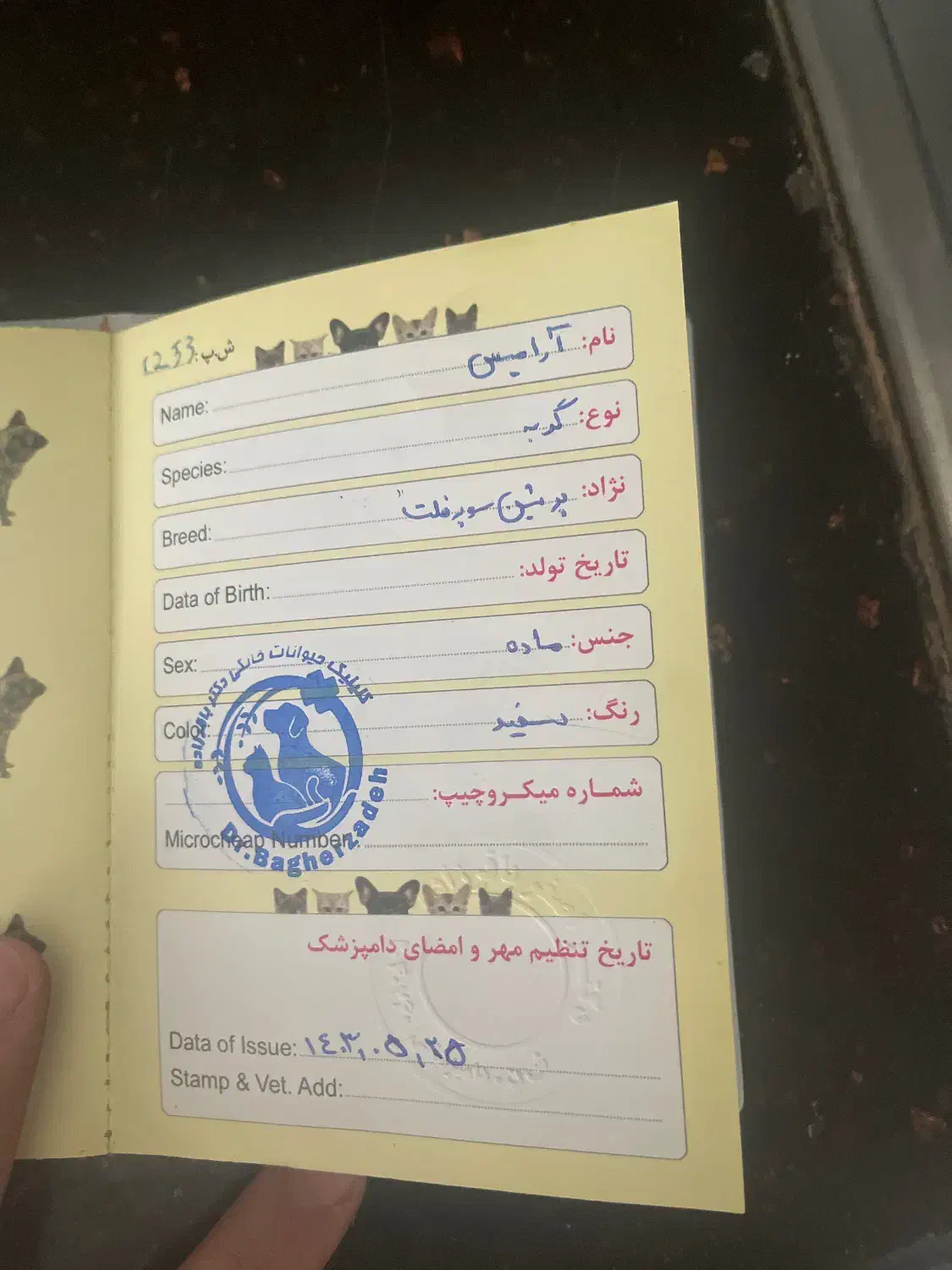 گربه ی پرشین سوپر فلت ، ماده|گربه|کرمانشاه, |دیوار