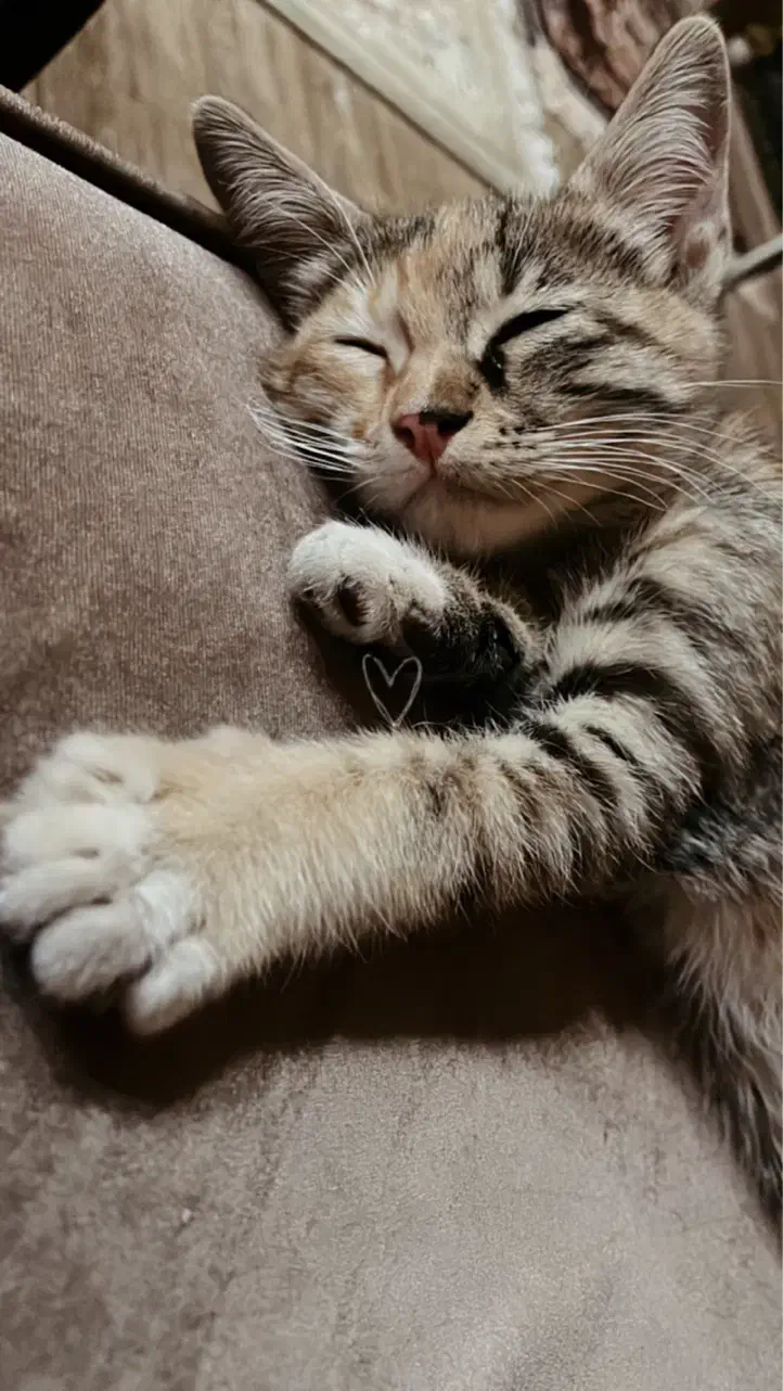 سرپرستی|گربه|تربت جام, پاسداران|دیوار