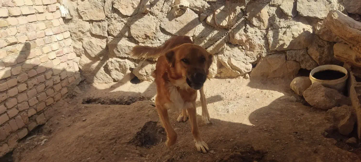 دو عدد سگ گله ای برادر چهارده ماهه|سگ|اسفراین, |دیوار