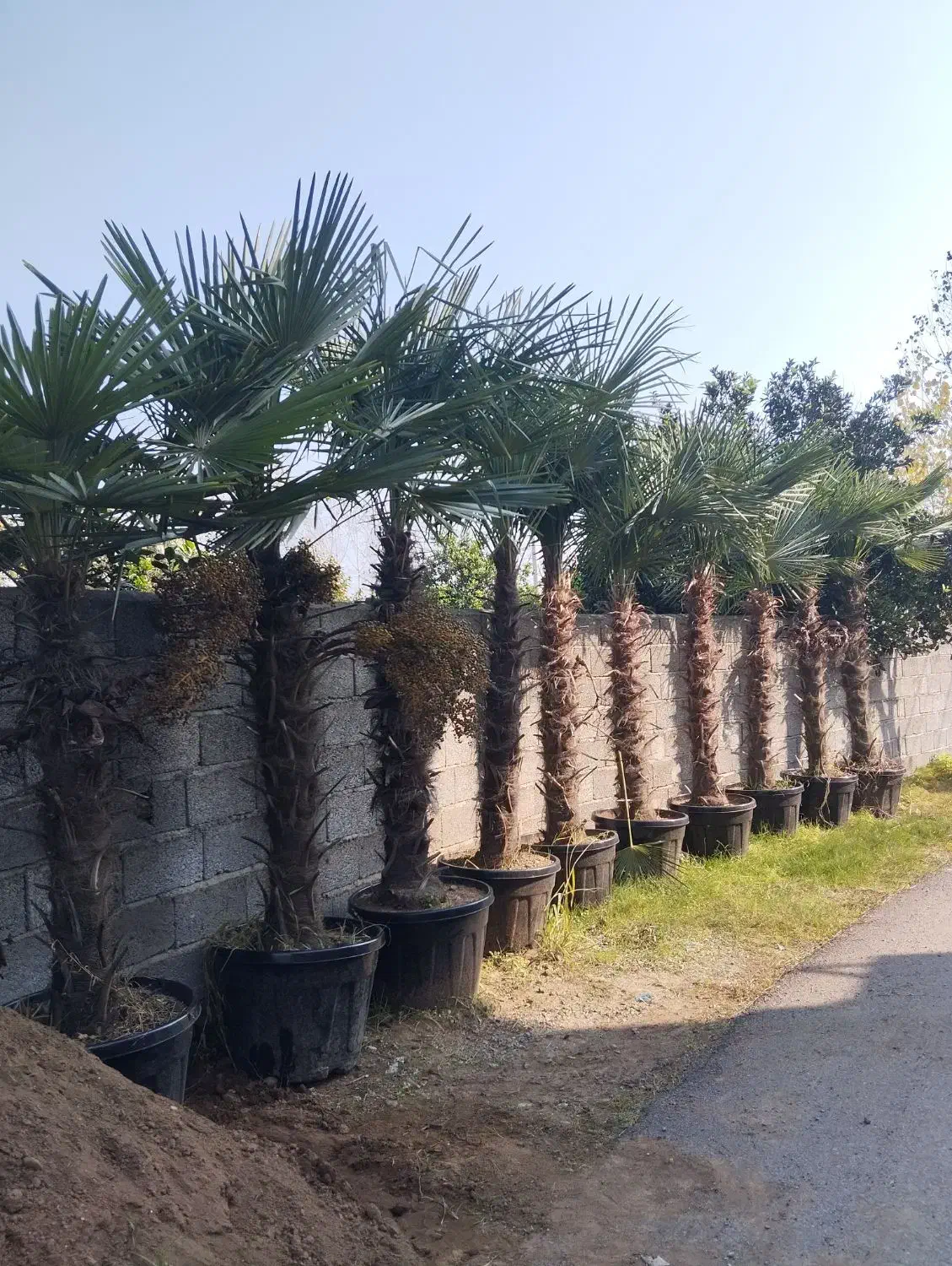 پالم.یاس.چمن|گل و گیاه طبیعی|رودسر, |دیوار