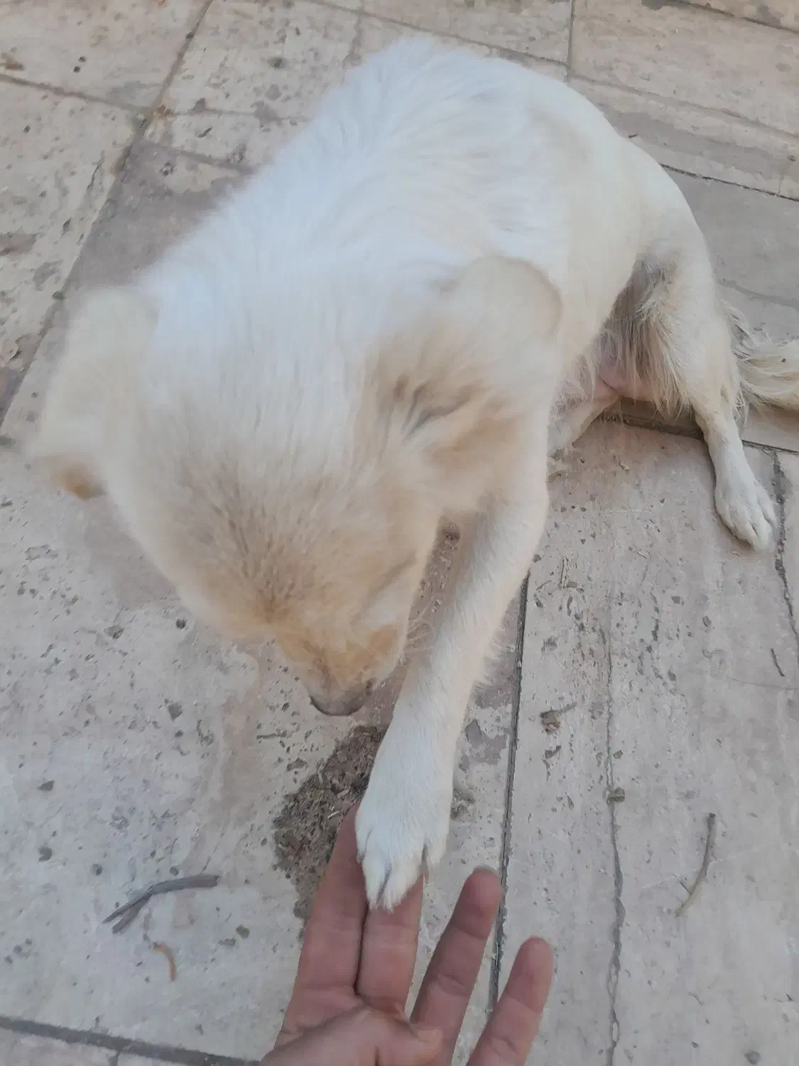 سک پاپی شیتزو|سگ|برخوار, |دیوار