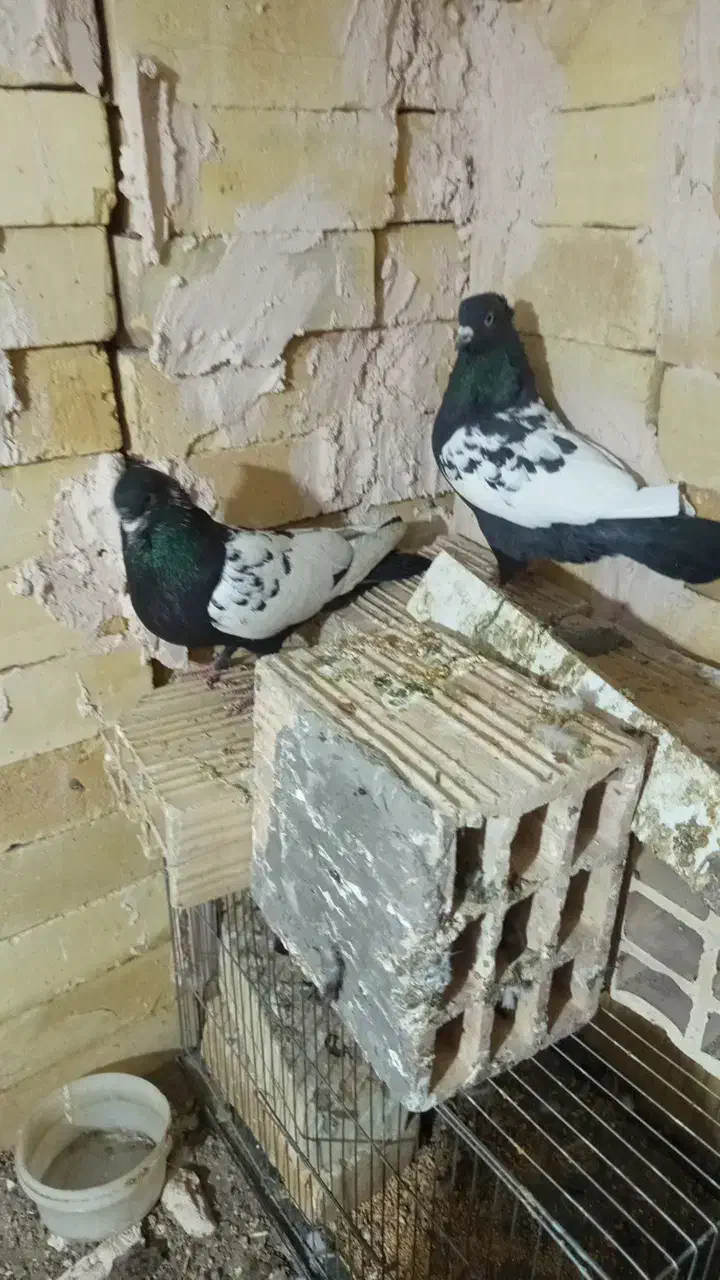 جف سیندار|حیوانات|رفسنجان, |دیوار