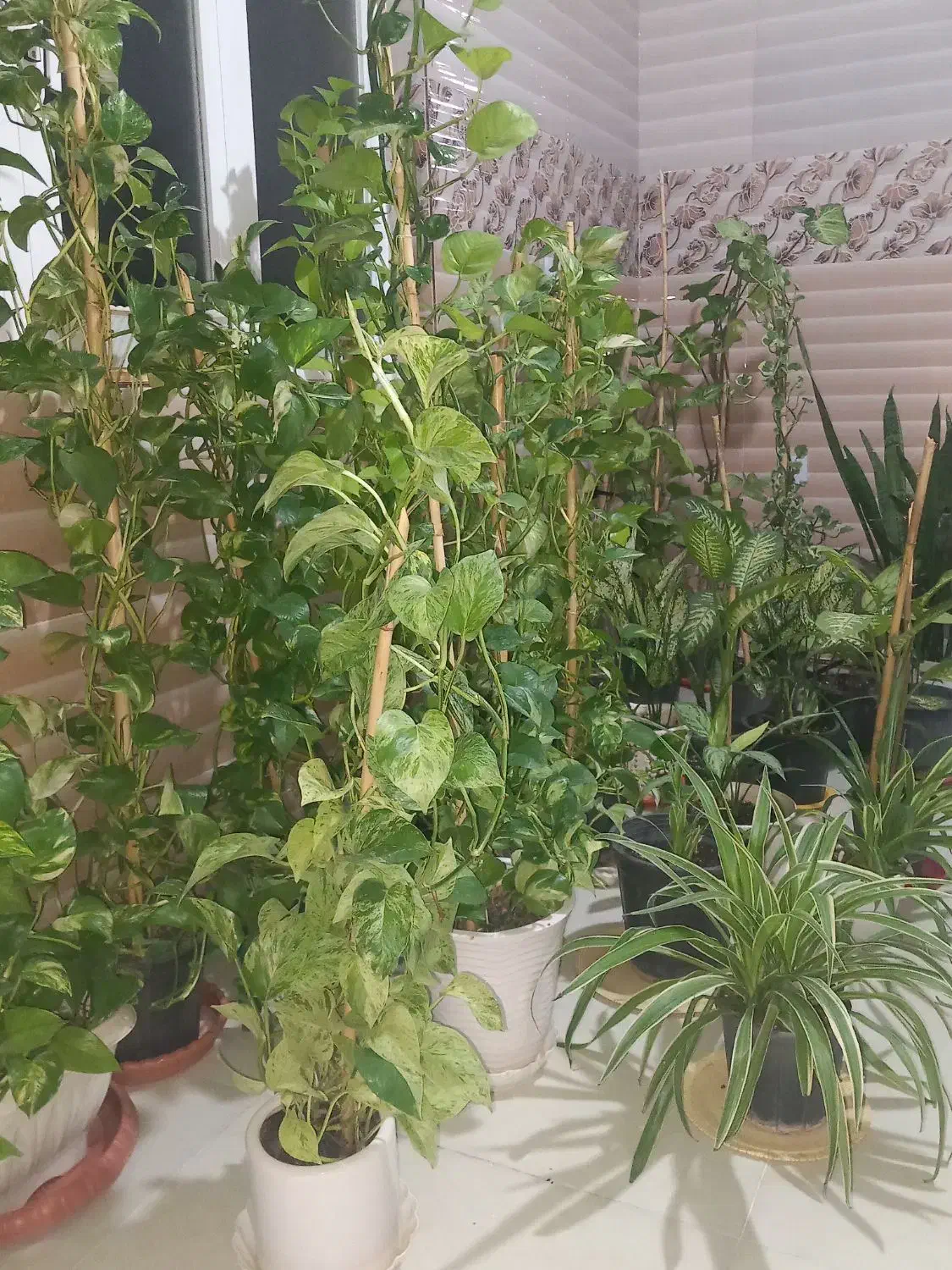 گل طبیعی و سرحال|گل و گیاه طبیعی|مینودشت, |دیوار