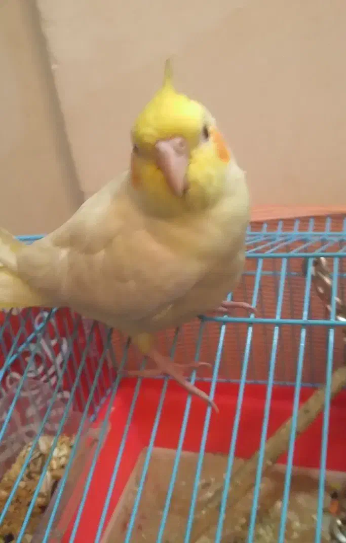 طوطی عروس هلندی|پرنده|رشت, گلزاران|دیوار