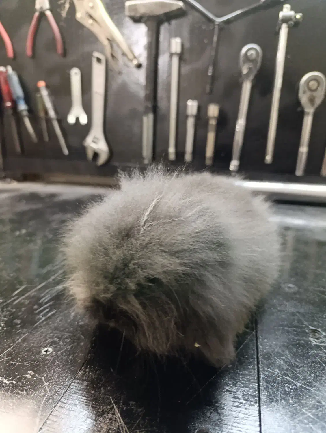 خرگوش لوپ|موش و خرگوش|بندر انزلی, سید آسیه|دیوار