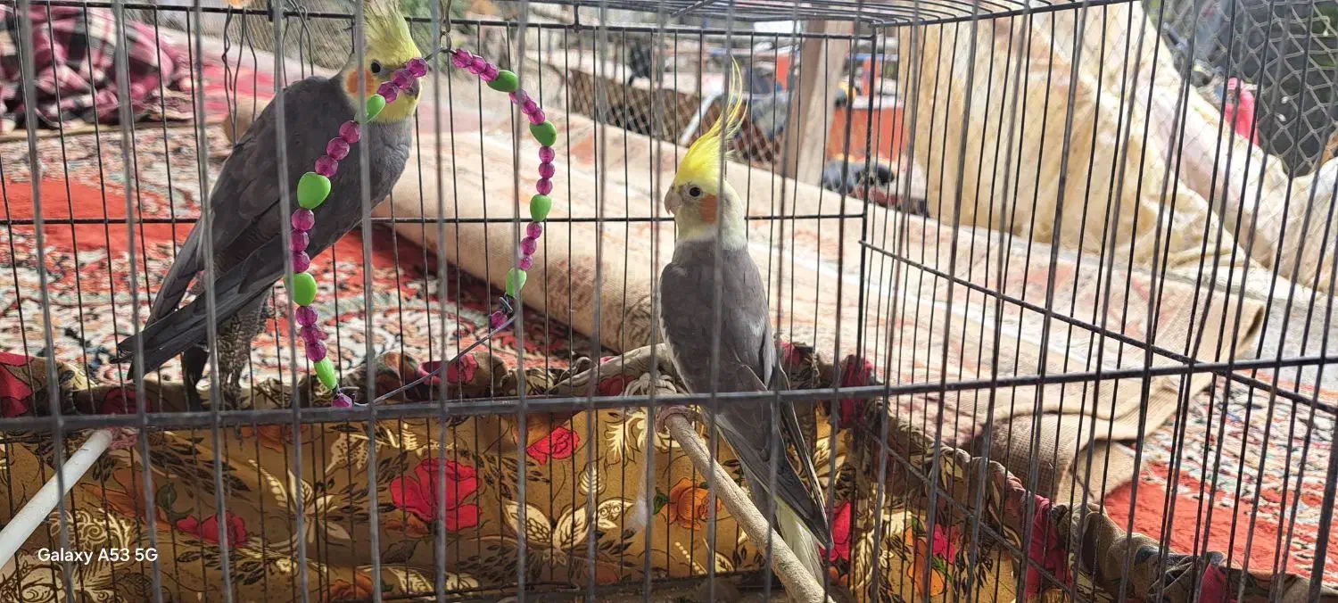 عروس هلندی|پرنده|رشت, فخب|دیوار