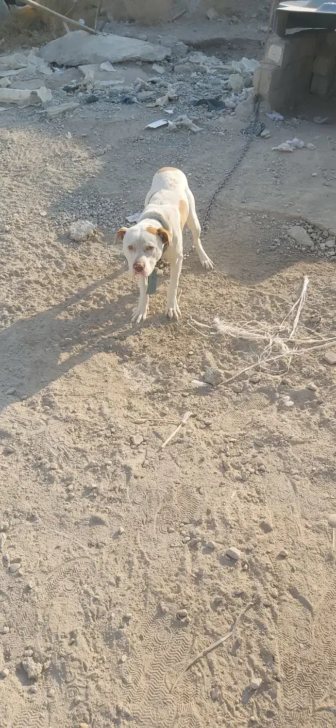 سگ پیت بول|سگ|رباطکریم, رباطکریم|دیوار