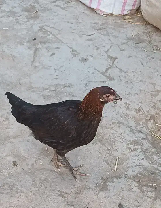 مرغ و خروس (جوجه ۵ ماهه)|حیوانات مزرعه|اردبیل, |دیوار