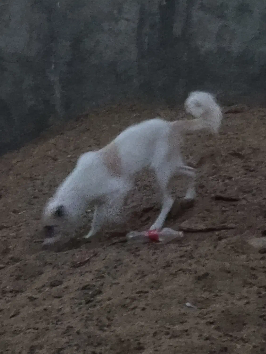 سگ گله|سگ|پاکدشت, پارچین|دیوار