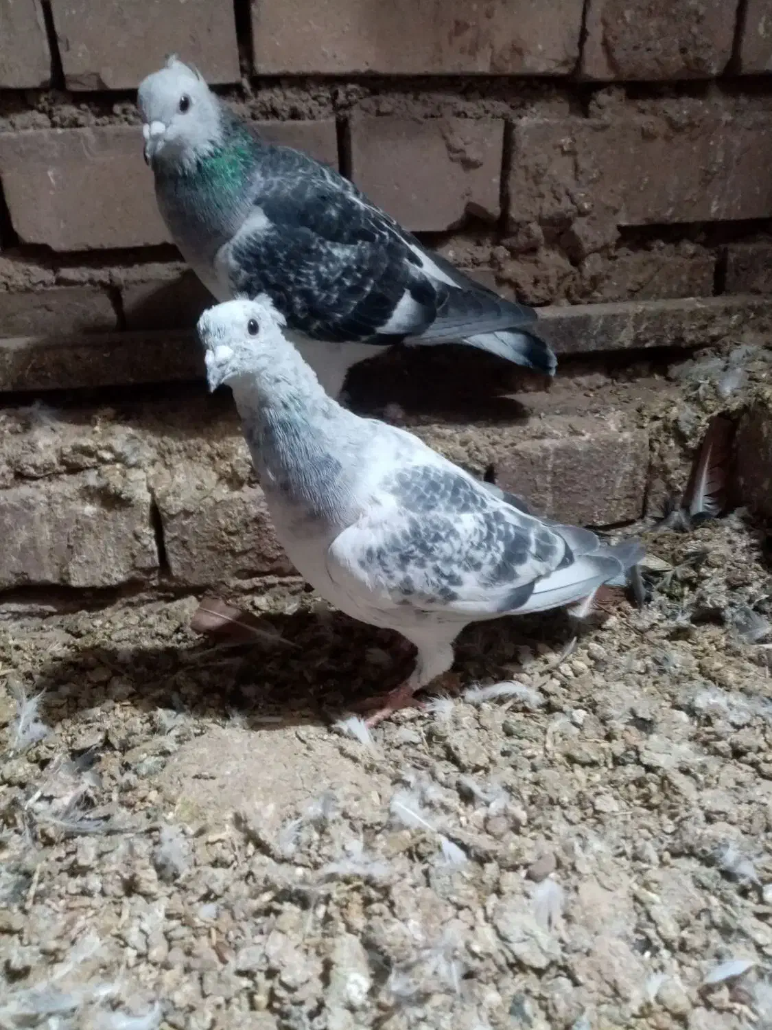 بدرنگ کلاغ نر|پرنده|زرند, |دیوار