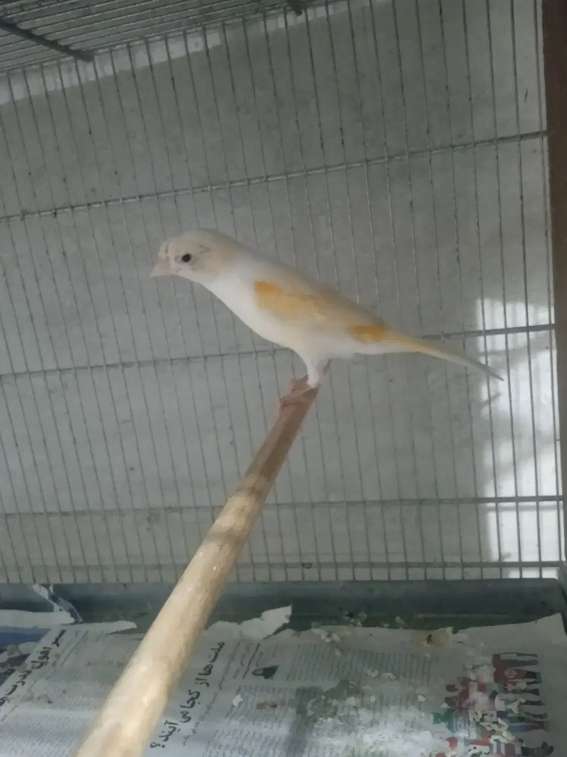 قناری ماده آماده آماده کوضه کوضه|پرنده|شیروان (خراسان), |دیوار