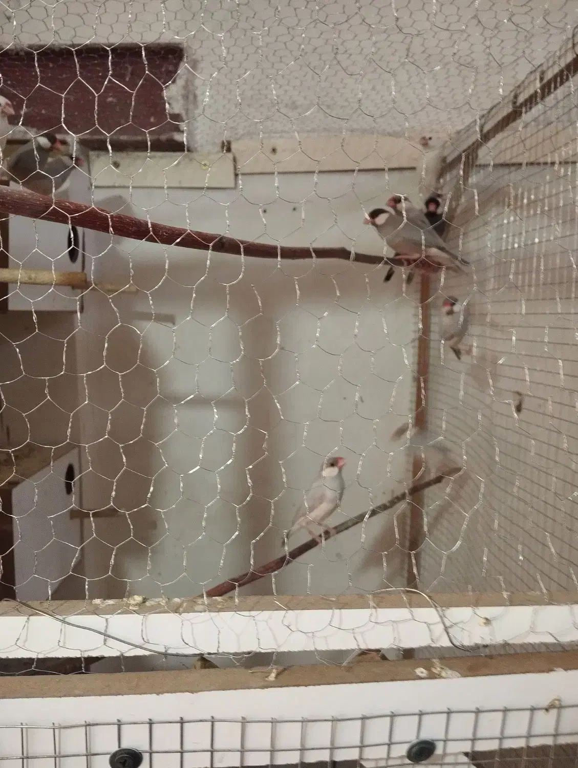 فنچ نرگسی|پرنده|کاشان, شهرک انقلاب|دیوار