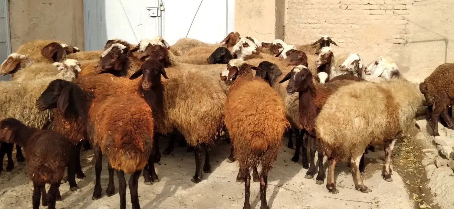 برای فروش|حیوانات مزرعه|گیان, |دیوار