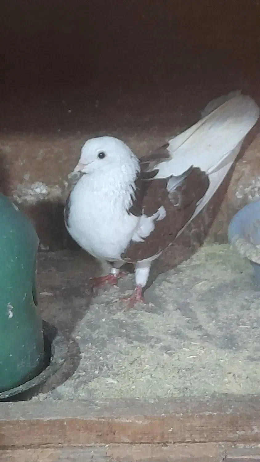 کفتر های پرواز سنگین|پرنده|رشت, آتشگاه|دیوار