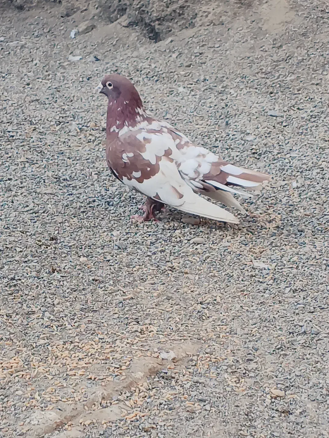 کبوتر نر|پرنده|جزنیک, |دیوار