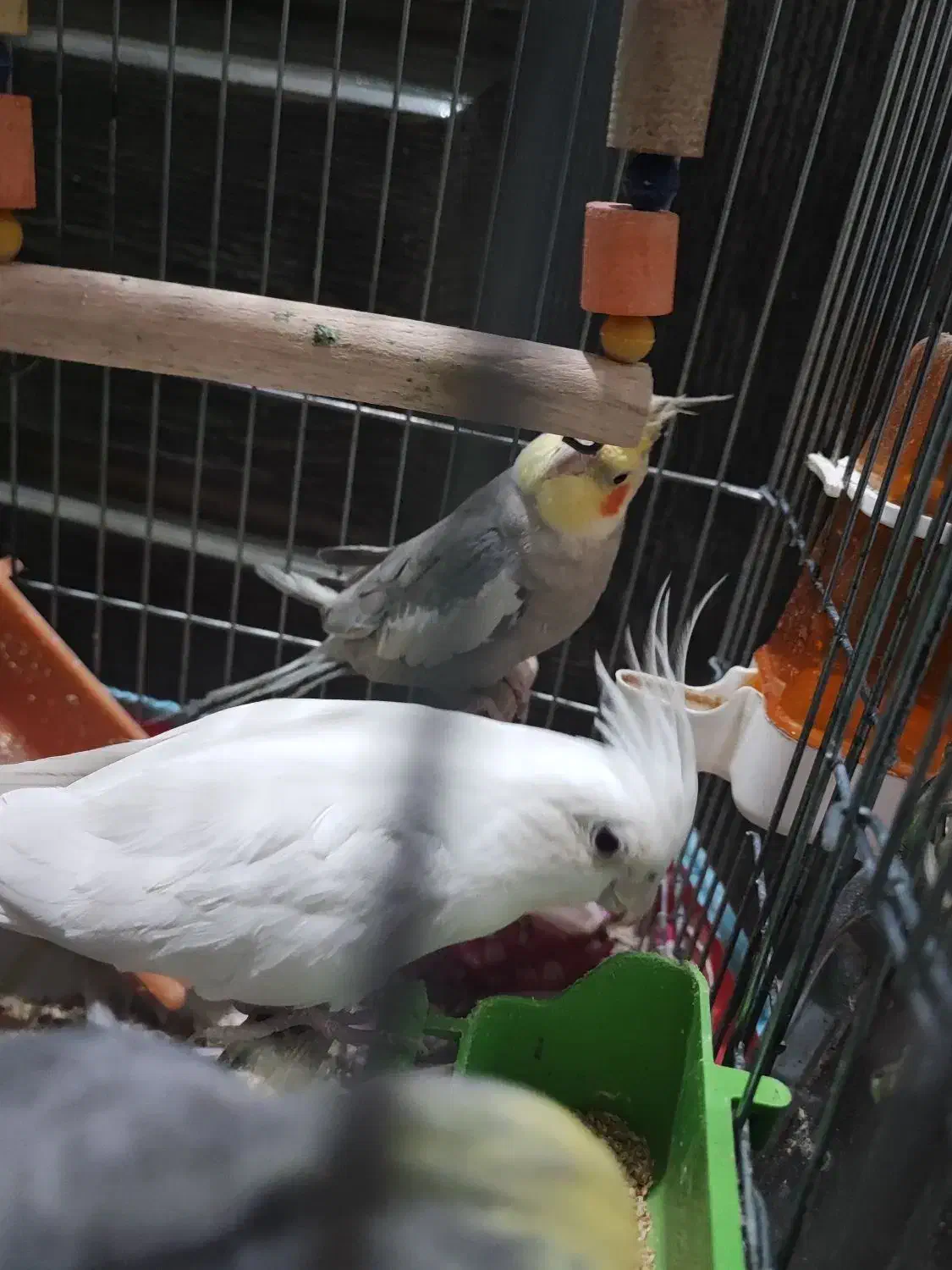 فروش ۴ عروس هلندی نیمه دستی و سرحال ارزان|پرنده|اهواز, کوی شهروند|دیوار