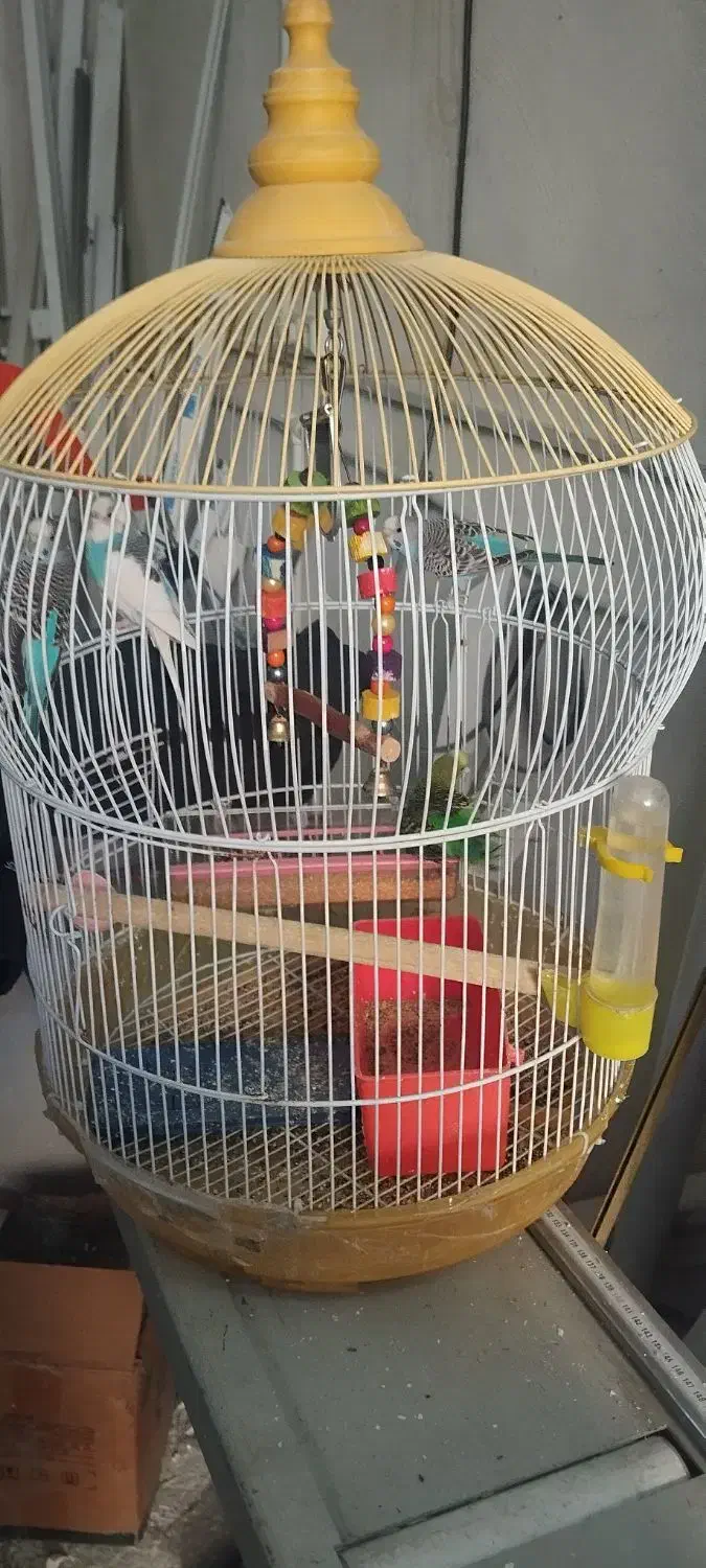 مرغ عشق|پرنده|تبریز, |دیوار