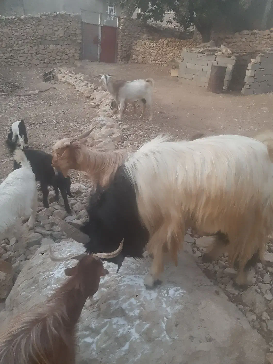 فروش پازن الوس تخمی جوان|حیوانات مزرعه|یاسوج, |دیوار