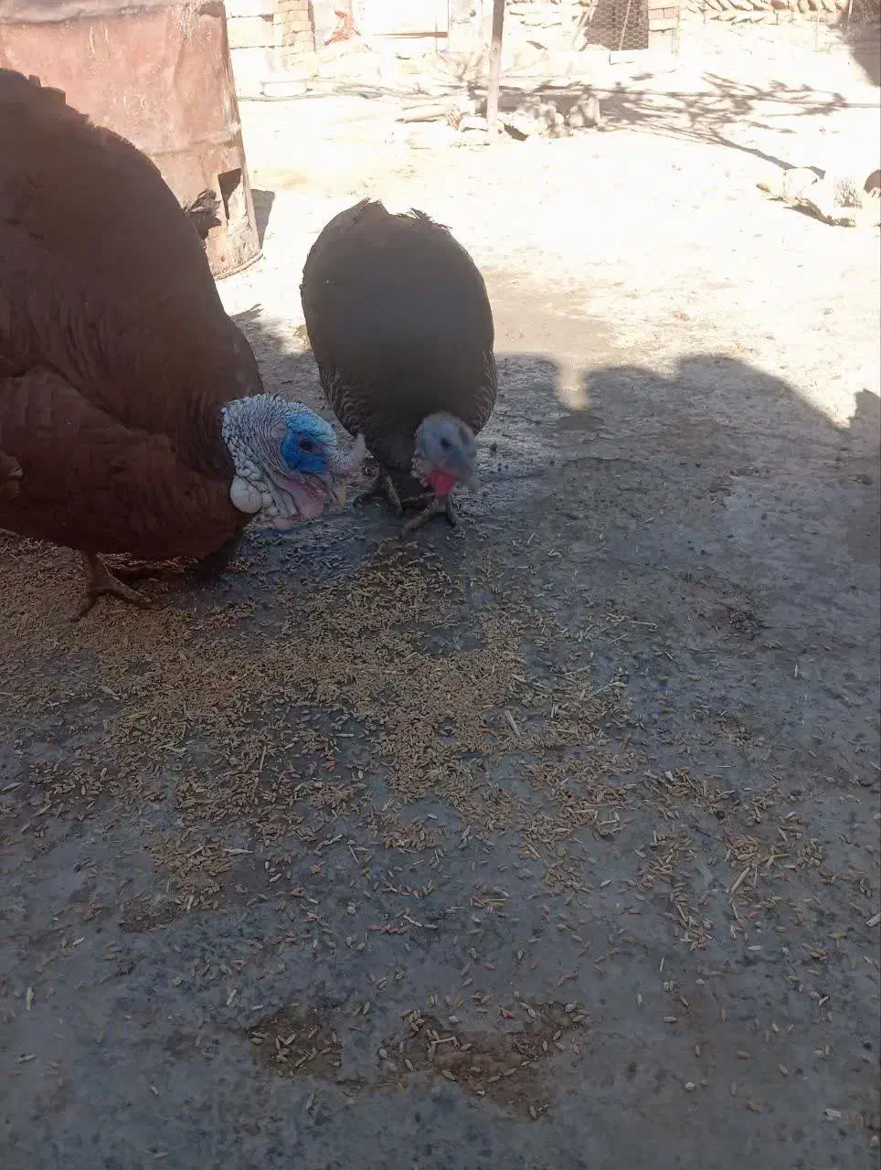 بوقلمون نر و ماده|حیوانات مزرعه|دهگلان, |دیوار