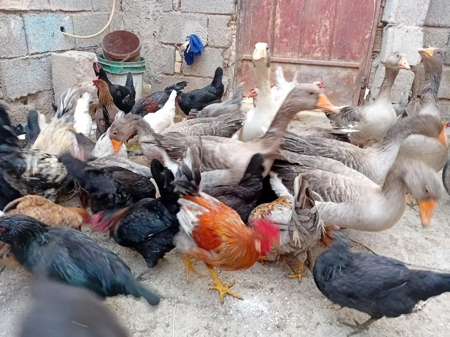 مرغ  و.   غاز|حیوانات مزرعه|آبادان, |دیوار